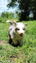 Cachorros Border Collie Blue Y Red Merle Con Papeles