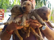 Cachorros Golden Padres Inscritos Importados