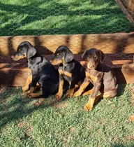 Cachorros Doberman Aleman