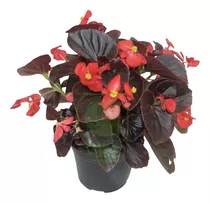 Planta Begonia