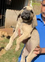 Lindas Fêmeas De Fila Brasileiro Tigrado E Baio