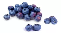 Planta De Blue Berry Mora Azul Highbush Blueberry Con Envio