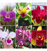 Orquídea Cattleya Kit Com 10 Mudas Adultas + Brinde Grátis