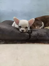 Chihuahua Machito 