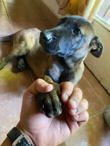 Cachorro Ovejero Belga Malinois