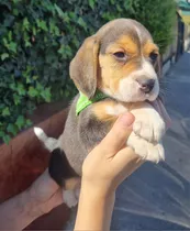 Hermosos Beagles Enanos