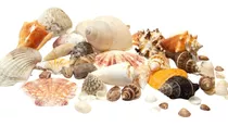 Conchas Do Mar Naturais 360 Gr Pacote Com Mix De Conchas 