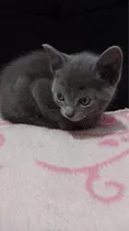 Gato Azul Russo