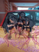 Cachorros Doberman Calidad