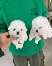 Cada Cachorro French Poodle Minitoy En140