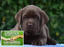 Cachorros Labrador Retriever Con Libreta Y Vacunas, 100% Pur