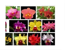 Kit 10 Orquídeas Envasadas + Brinde Adubo + 2 Adultas!!!