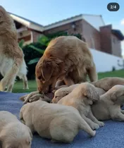 Cachorros De Golden Retriever Calamuchita Premium !! 