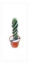Cactus Espiralado+ Maceta+piedras 50 Cm Martinez 