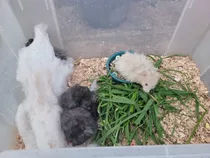 Hamster Angora/adultos Y Bebes