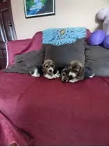 Lindos Cachorritos Beagle  Tricolores 100% Puros Garantizado