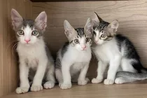 Gatitos Bellos En Adopcion