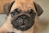  Cachorro Pug Carlino Macho 50 Dias 93647755