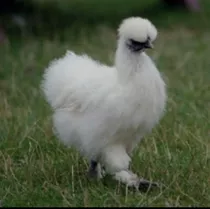 Gallinas Sedosa Por Pareja