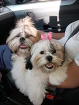 Cachorros Shih Tzu