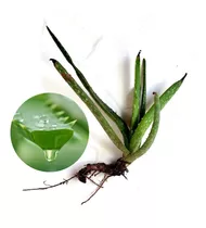 8 Mudas De Babosa Aloe Vera Barbadensis Mouse + Brinde