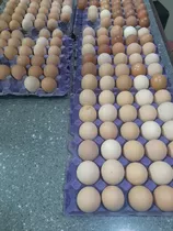 30 Huevos Fértil, Gallina Rhode Island, Black Star Y Andaluz