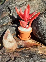 Cactus Y Suculentas Miniatura