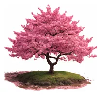 Cerezo Japonés Zacura  De 3.5 A 4m De Alto !!!! Árbol Grande