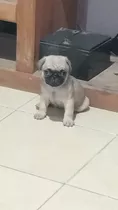 Charros Pug