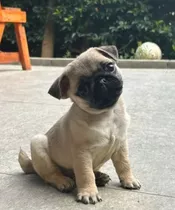 Pug Hermosos Mini Con Microchip De Identificación 