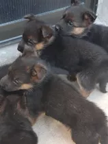 Cachorros Ovejeros Aleman