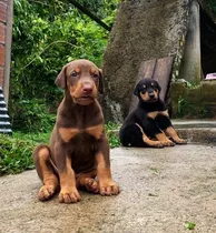 En 350 Cada Cachorro Doberman Aleman Gigante