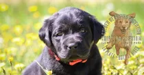 Cachorros Labrador Negro Hembras Y Machos Insuperables!!