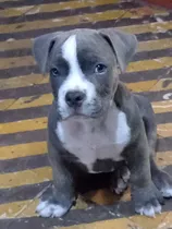 Cachorro American Bully