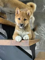 Shiba Inu