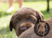 Cachorros Labrador Chocolate Consulte Envios A Todo El Pais_
