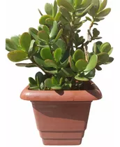 Planta De Jade (o De La Fortuna)