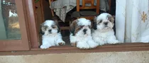 Cachorros Shihtzu 