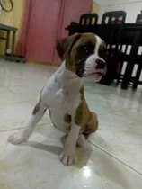 Cachorra Boxer Hembra Pura. 