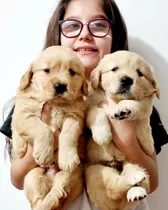 Filhotes De Golden Retriever Com Pedigree E Microchip 