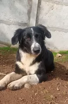  Border Collie Linea De Trabajo Padre Inscrito En El Kcc