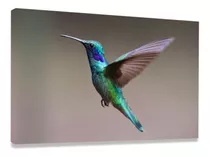 Quadro De Parede Decoração Ave Colibri Sala Quarto Corredor Cor Imagem Cor Da Armação Borda Infinita