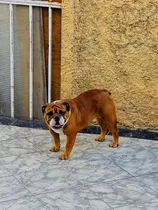 Hermosa Bulldog Inglés
