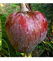 Semillas Anona Agroecológicas