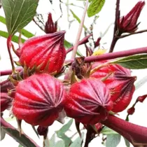 500 Sementes Hibisco Caruru Roselle Vinagreira Groselha Cuxá