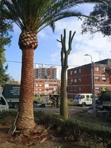 Empresa De Jardineria Podas Fumigaciones Verdisor!