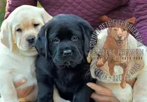 Cachorros Labrador Negro Hembras Y Machos Insuperables!!