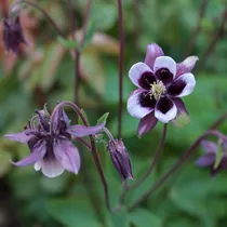 20 Semillas De Aquilegia Vulgaris William Guinness Columbine