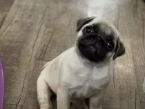 Cachorrito Pug