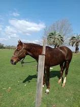 Caballo 4to De Milla. Padrillo, 7 Años. Manso Y De Confianza